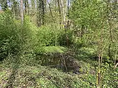 Feuchtbiotop am Benscheider Bach