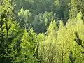 Birkenreicher Sekundärwald im NSG