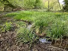 Sumpfwiese im Bachtal des Kippekofen