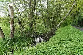 Naturnaher Graben