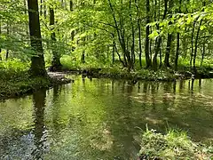 Zone geringer Fließgeschwindigkeit im Auwald