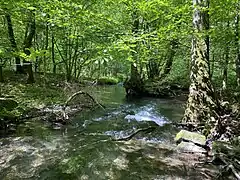 Unterschiedliche Fließdynamik im Bach