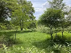 Heidefläche mit Moorbirke und Gagelsträuchern