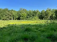 Schon von weitem erkennbar - große Bestände der gelben Moorlilie