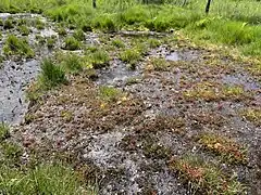Sonnentau besiedelt die offenen Stellen im Moor