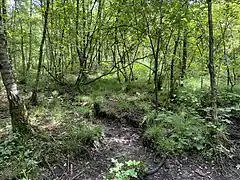 Bruchwald im NSG
