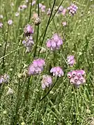 Blühende Glocken-Heide (Erica tetralix)