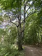 Alte hohe Eiche am Nordrand des NSG