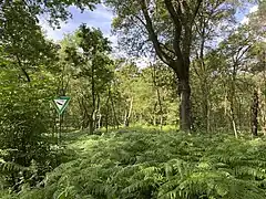 Adlerfarn dominiert die Krautschicht im Birken-Eichen-Wald im NSG
