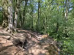 Trittschäden am Sandbach-Ufer