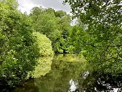 Dichter Gehölzsaum am Ufer - Schutz für Wasservögel