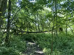 Erlen-Bruchwald am südlichen Ende des Hubbelrather Naturschutzgebietes (Düsseldorf)