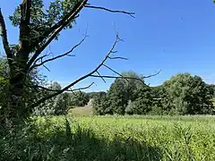 Feuchtwiese mit Schilf