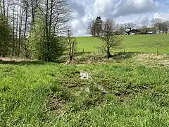 Sumpfwiese im Kleebachtal