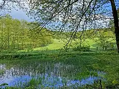 Teich mit Schachtelhalmbestand im mittleren Teil des NSG Krabbenheider Bach