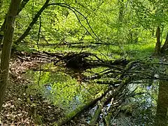 Auwald im nordwestl. Teil des NSG Krabbenheider Bach