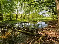 NSG Krabbenheider Bach in Gevelsberg nordwestl. Teil