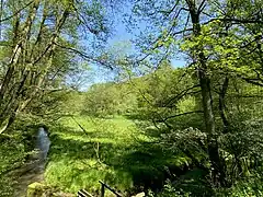 NSG Krabbenheider Bach in Gevelsberg mit Sumpf-Dotterblumenwiesen im südöstl. Teil