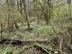 Erlenbruchwald