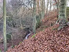 Steilhang zum Neuenkamper Bach