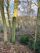 Bewaldete Steilhang zum Neuenkamper Bach
