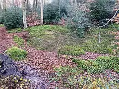 Hainsimsen-Buchenwald am Neuenkamper Bach