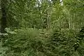 Mischwald
