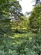 Auwald