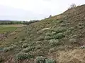 Südlicher Teil mit Wermut-Vegetation.