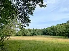 Große Feuchtwiese