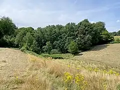 Am Heidbusch – östl. Teil des NSG