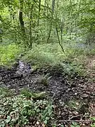 Quellaustritt im Nordhang des NSG