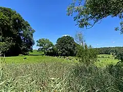 Breiter Schilfgürtel am Rotthäuser Bach - dahinter Weiden am westl. Hang