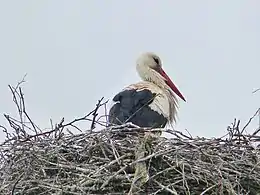 NSG Nußlocher Wiesen, Weißstorch am Horst (Aufn. 2019)