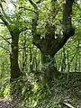 Hohlweg gesäumt von alten Hainbuchen