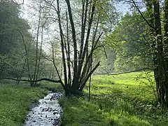 Eschbach vor dem Einlauf zur Talsperre