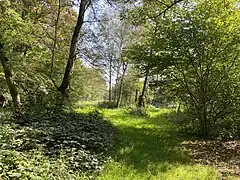 Lichtung mit Feuchtwiese und Graben
