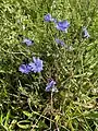 Gewöhnliche Wegwarte (Cichorium intybus) am Rheinufer