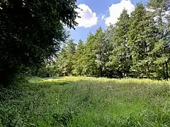 Rotthäuser Bach mit Uferbegleitgehölz und seggenreicher Feuchtwiese