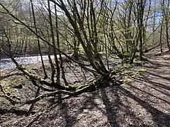 ehem. Stauteich am Wupperufer