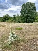 Trockenrasen-Vegetation mit Kleinblütiger Königskerze auf dem Sandberg