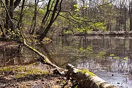 Sumpfwald des NSG Hildener Heide-Schönholz