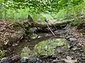 Stöcker Bach im Erlenbruchwald