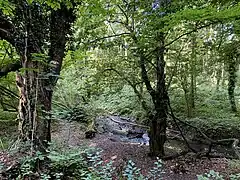 Erlen-Auwald im oberen Stinderbachtal