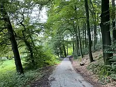 Buchenwald am südlichen Talhang