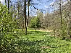 Feuchtwiese am Oberlauf