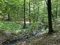 die Wolfsbecke – naturnaher Mittelgebirgsbach