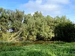 Pappel/Weiden-Ensemble am Baumberger Graben
