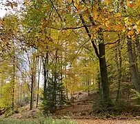 Steilhänge des Marscheider Wald – Refugium der seltenen Schlingnatter