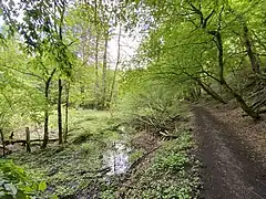 sumpfige Morsbachaue
